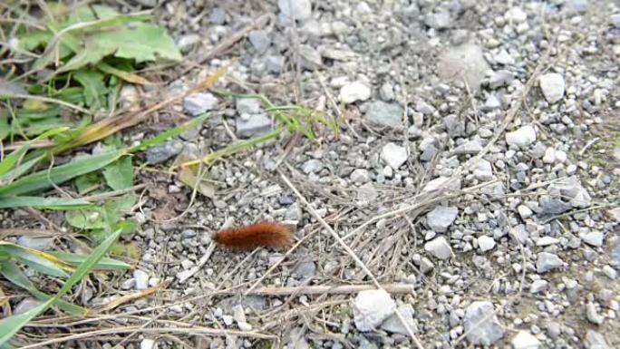 红宝石虎的毛毛虫 (Phragmatobia fuliginosa) 飞蛾在秋天穿越一条小路