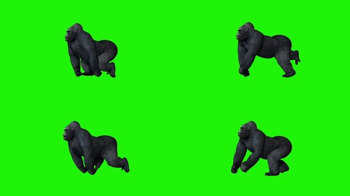 大猩猩奔跑-绿色屏幕