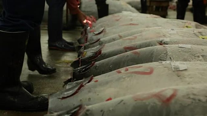 日本的金枪鱼拍卖。买家在上午的拍卖会上检查金枪鱼