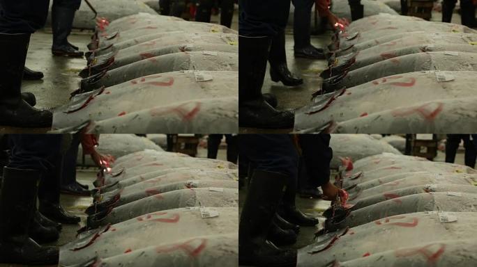 日本的金枪鱼拍卖。买家在上午的拍卖会上检查金枪鱼