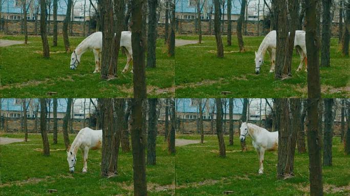 春天，白马在绿色公园吃草
