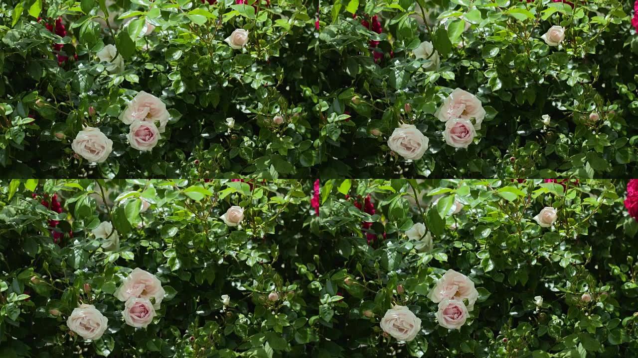 灌木丛上的白玫瑰和红玫瑰。慢动作