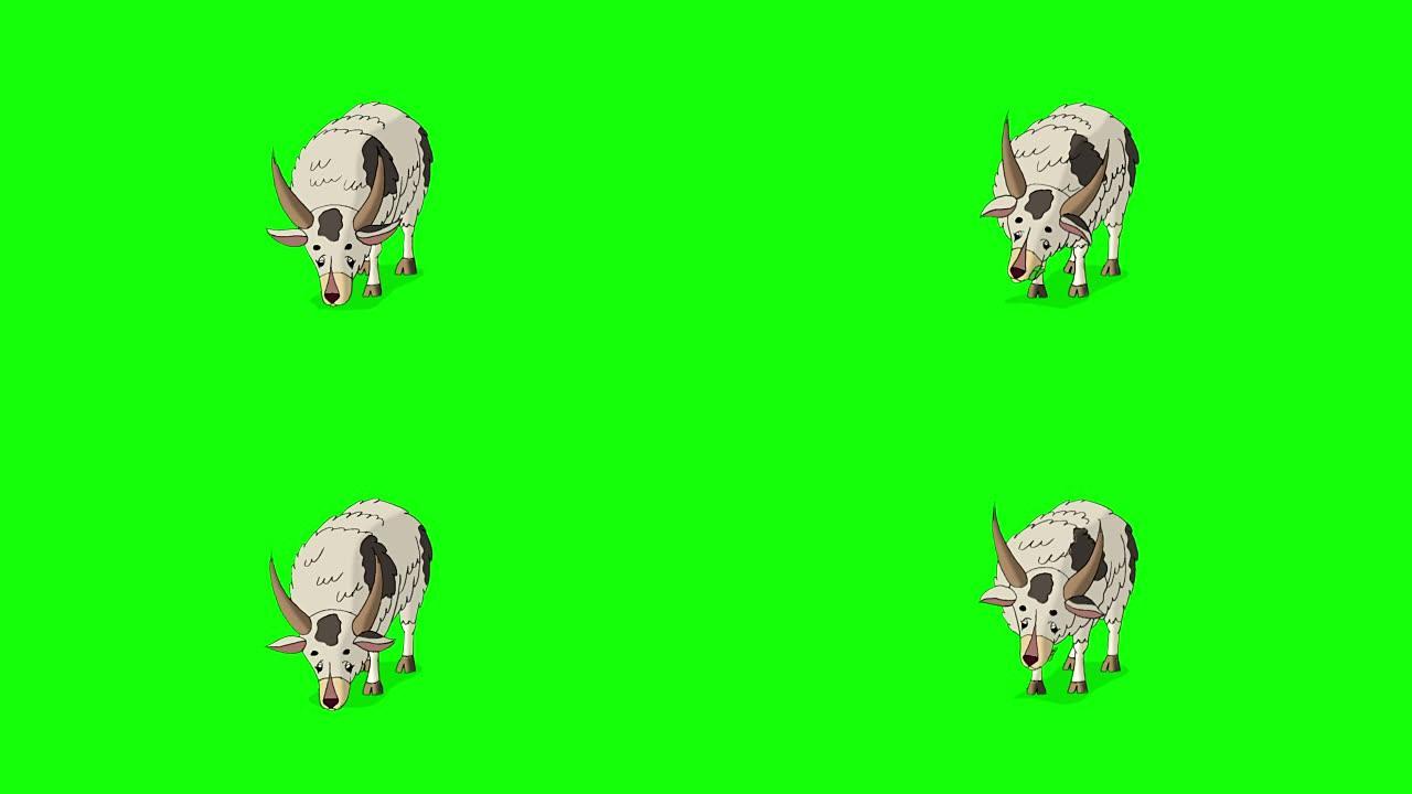 绿色屏幕上隔离的白色家养山羊