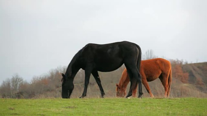 黑马和棕色马在野外放牧