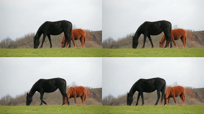 黑马和棕色马在野外放牧