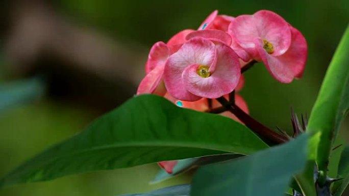 粉红色荆棘花冠