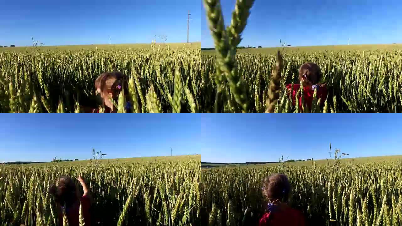 女童在麦田上行走。小麦天生又高又厚。
