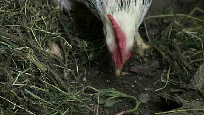 在草丛中挖掘的鸡寻找食物选择，啄食使音轨慢动作