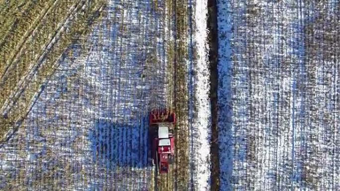 4K.联合收割机在第一场雪后在玉米地里工作!收割机正在切割成熟的干玉米。初冬降下第一场雪。空中俯视图