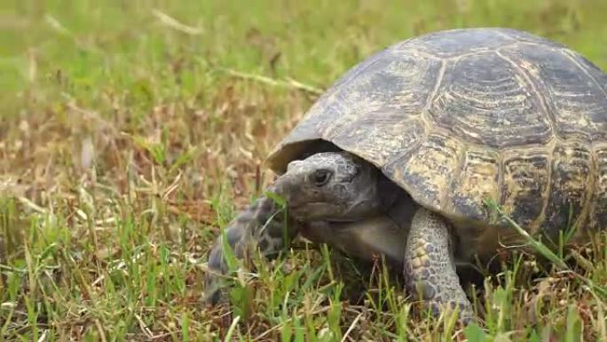 乌龟在绿草丛中缓慢移动