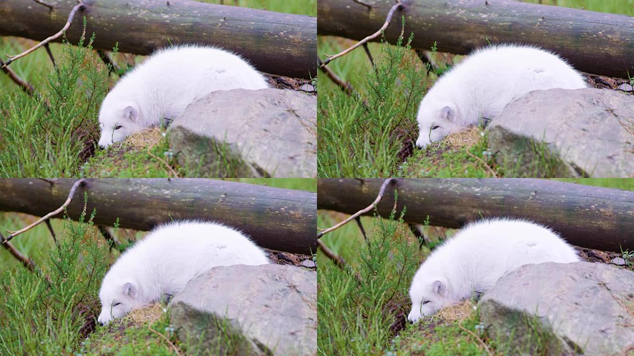 秋末，白北极狐躺在森林地面上休息