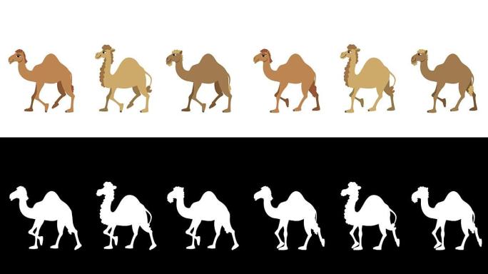 骆驼周期