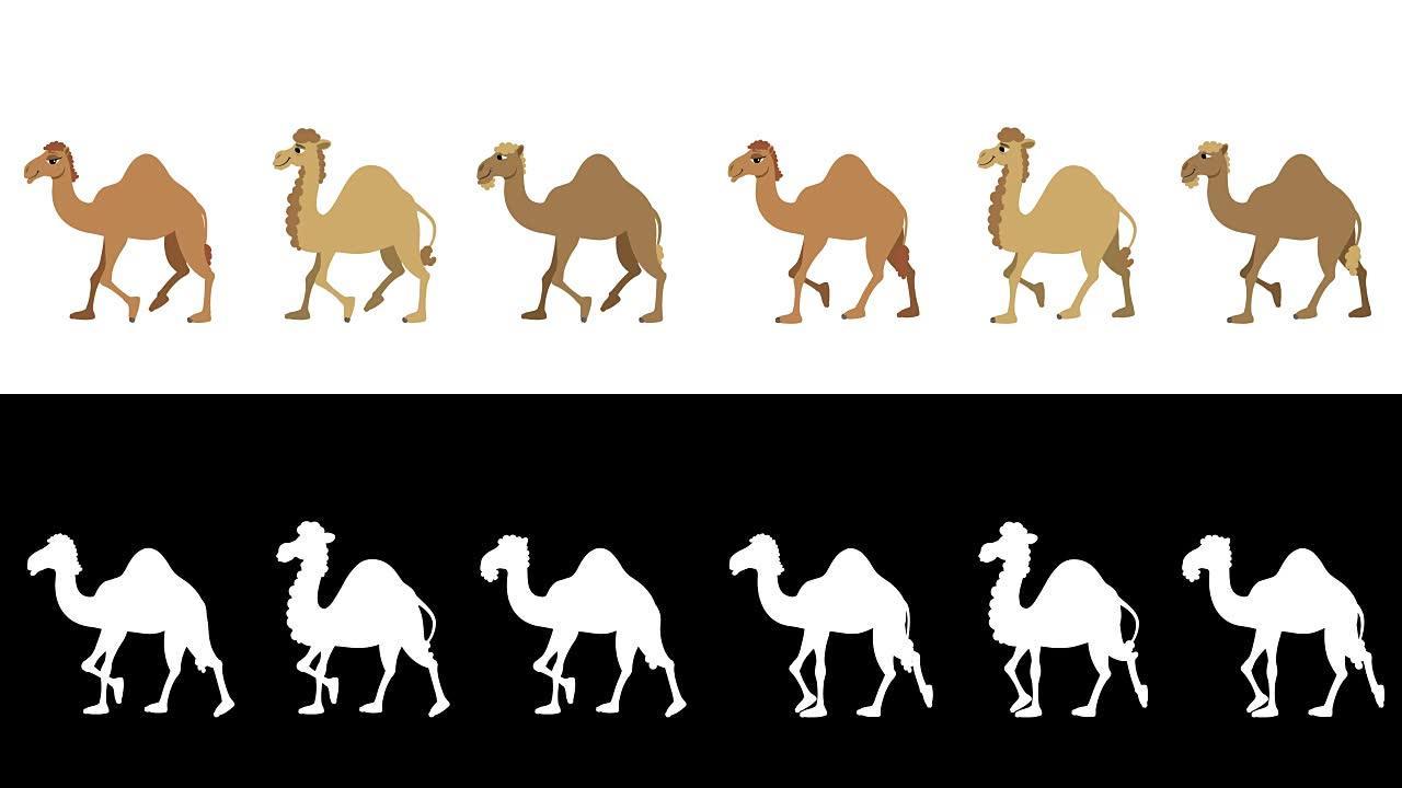 骆驼周期