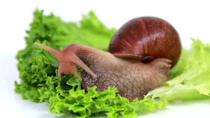 勃艮第蜗牛吃莴苣叶