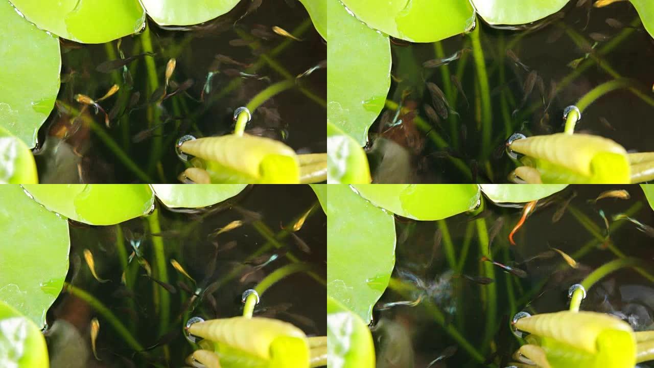 水百合叶子浮在水面，水中可见小鱼