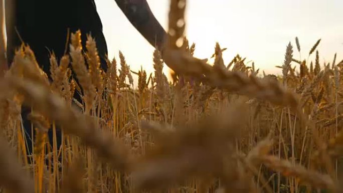 雄性手在田间生长的小麦上移动。年轻人跑过麦田，后视。男子穿过麦田，在日落时触摸麦穗