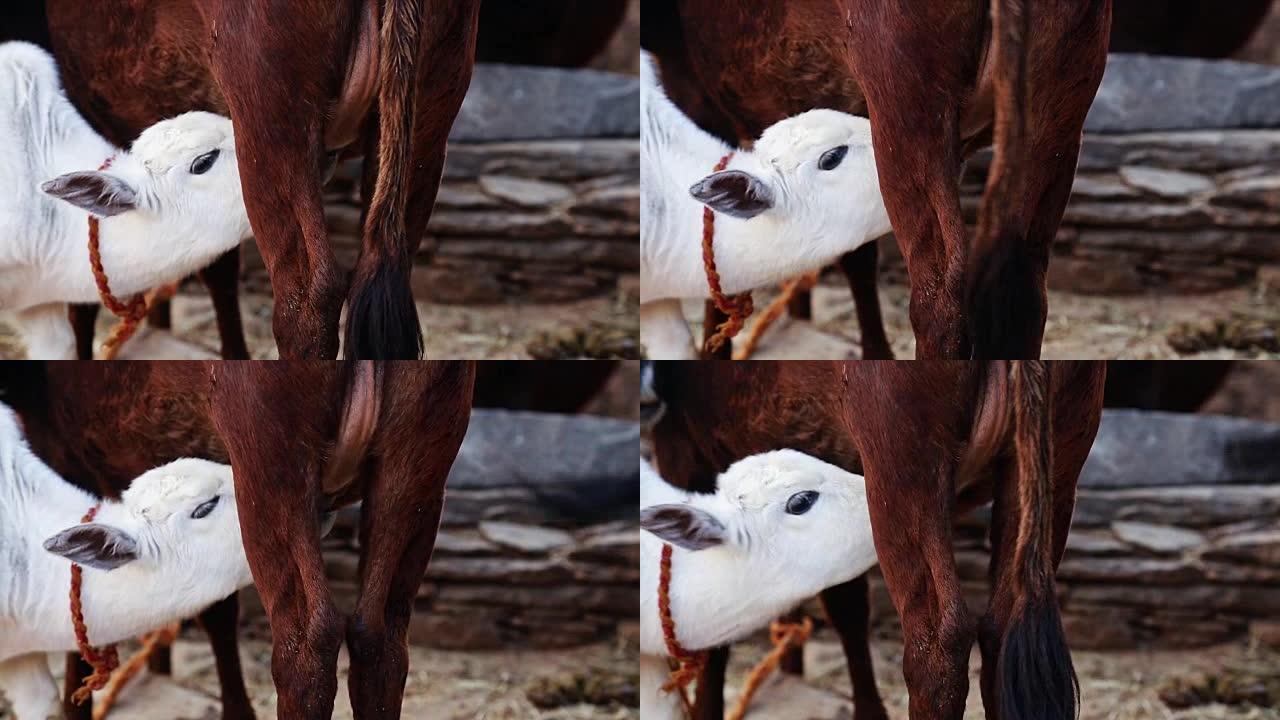 母牛喝牛奶的特写。