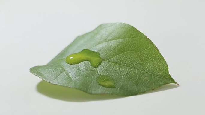 在绿色植物叶子上滴水