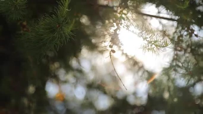白天，绿色蓬松的冷杉树枝在空气中波动