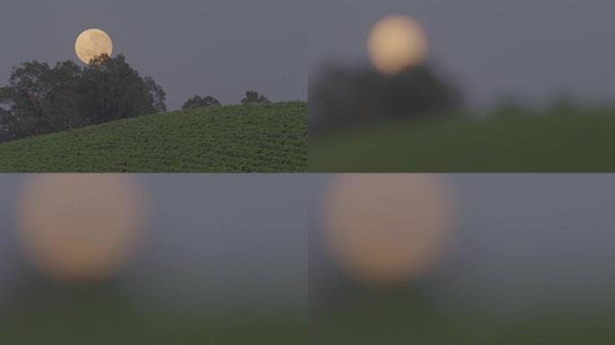 葡萄园上空的满月