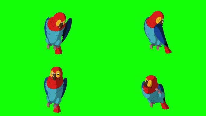 彩色鹦鹉清洁羽毛。经典手工动画。