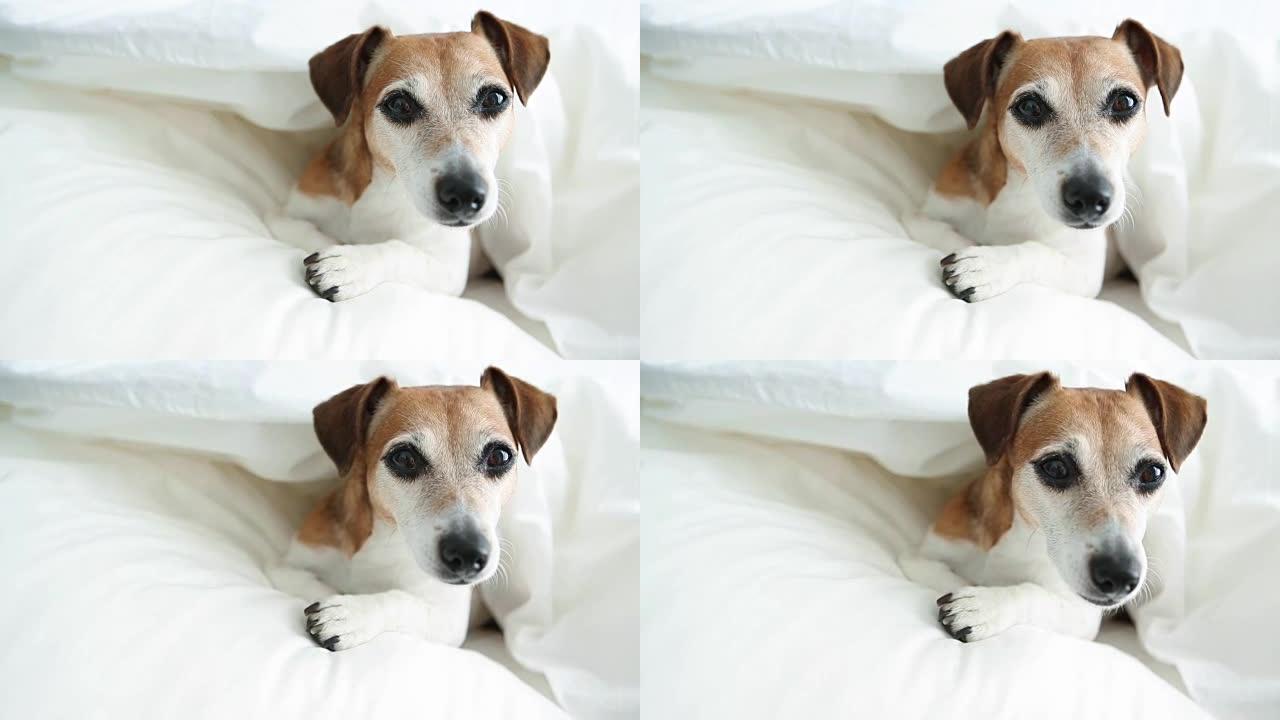 床上的狗。早上好或做个好梦。