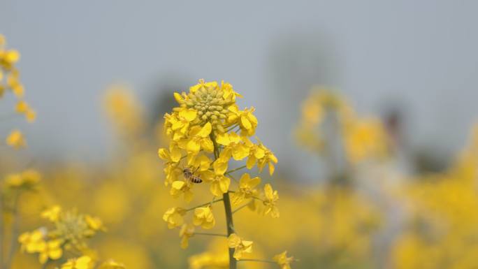 乡村田野金灿灿的油菜花