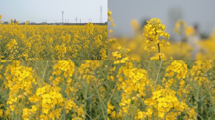 乡村田野金灿灿的油菜花