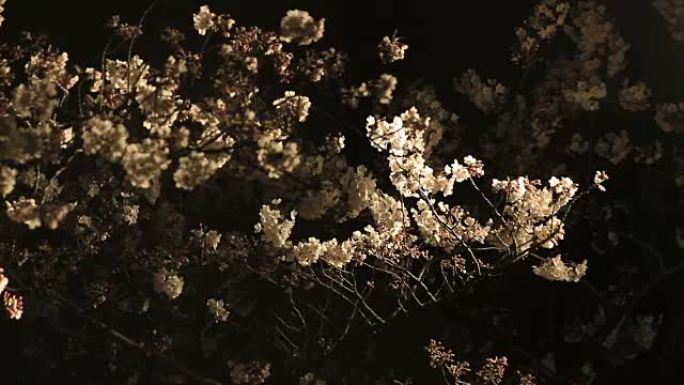 樱花夜版中景在Harimazaka