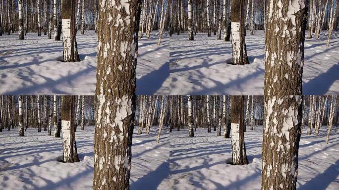 冬天的桦树树干
