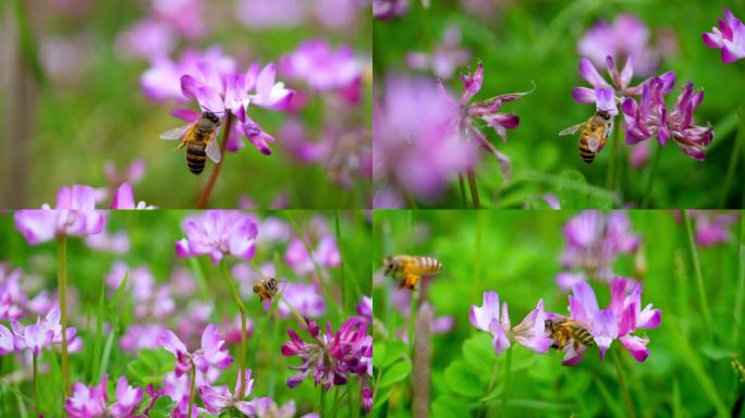 【4k视频】慢动作春天紫云英花海蜜蜂