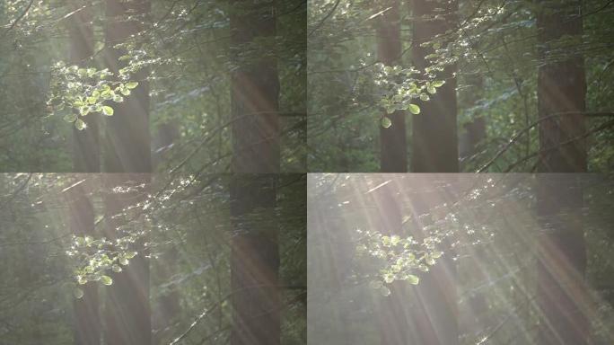 观叶林中的阳光，山毛榉林，落叶林，fagus，Buchenwald，Spessart，4K