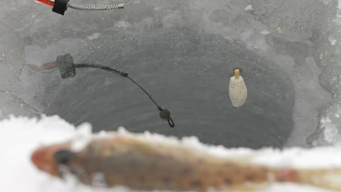 冬季钓鱼的浮杆正在水中移动。渔获物在前景