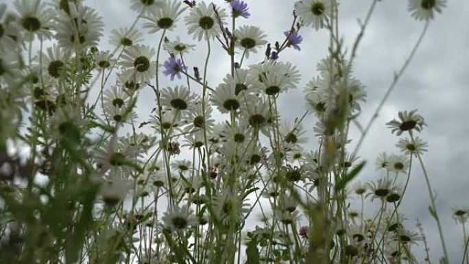 夏季雨天。风中的美丽白色雏菊。透过野花，从下面看乌云密布的深蓝色天空。昆虫给野花授粉。多莉开枪了。季