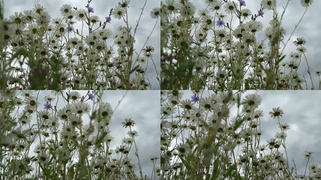 夏季雨天。风中的美丽白色雏菊。透过野花，从下面看乌云密布的深蓝色天空。昆虫给野花授粉。多莉开枪了。季