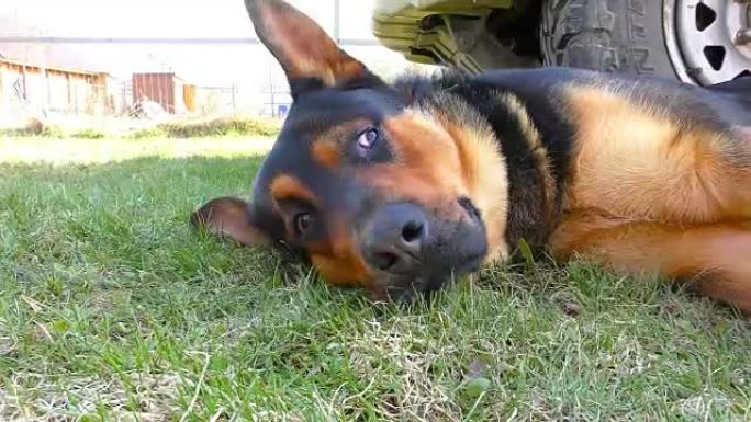 躺在草地上的大雄猎犬