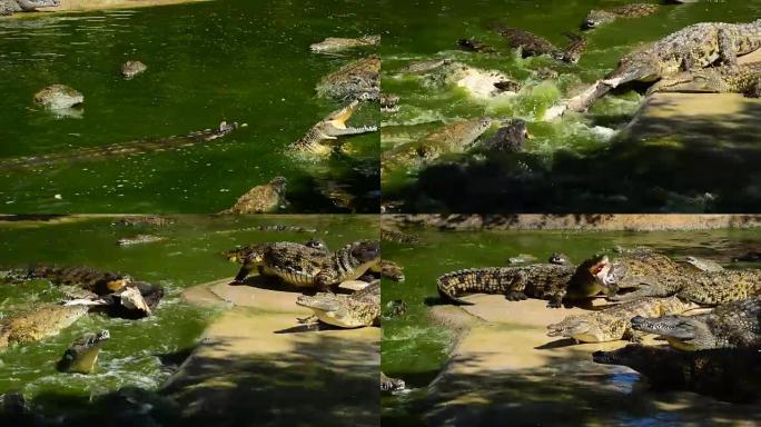 鳄鱼在河流中战斗