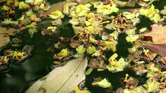 美丽的落花落叶漂浮在绿色的水上