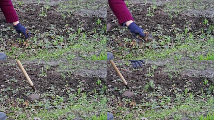 一名妇女在花园里工作，用一把锄头从地上除草