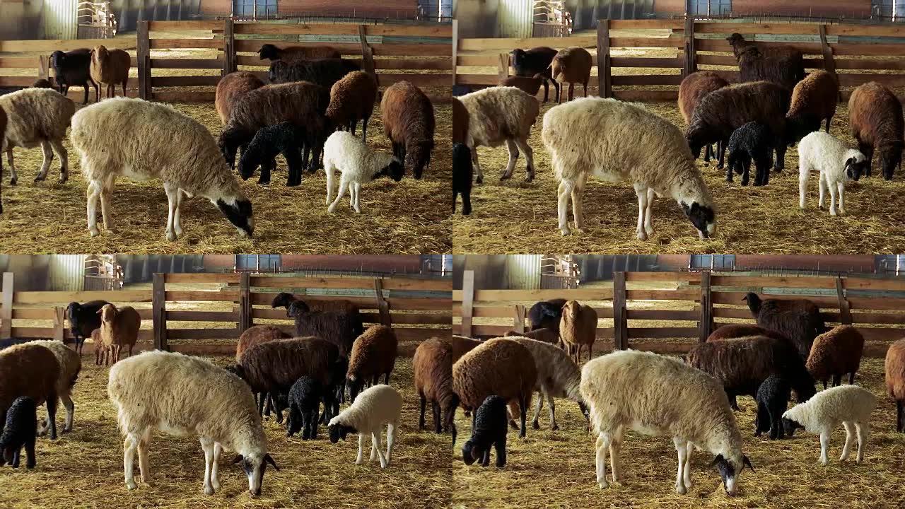 羊。在农场饲养羔羊。绵羊和羔羊在羊圈里。滑块