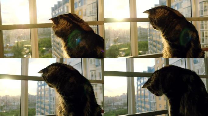 美丽的缅因州浣熊猫坐在窗户上看日落