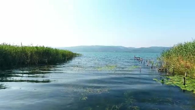 带有芦苇的河流的空中视频俯视图。土耳其的萨潘卡湖，带湖和莲花的旧木墩