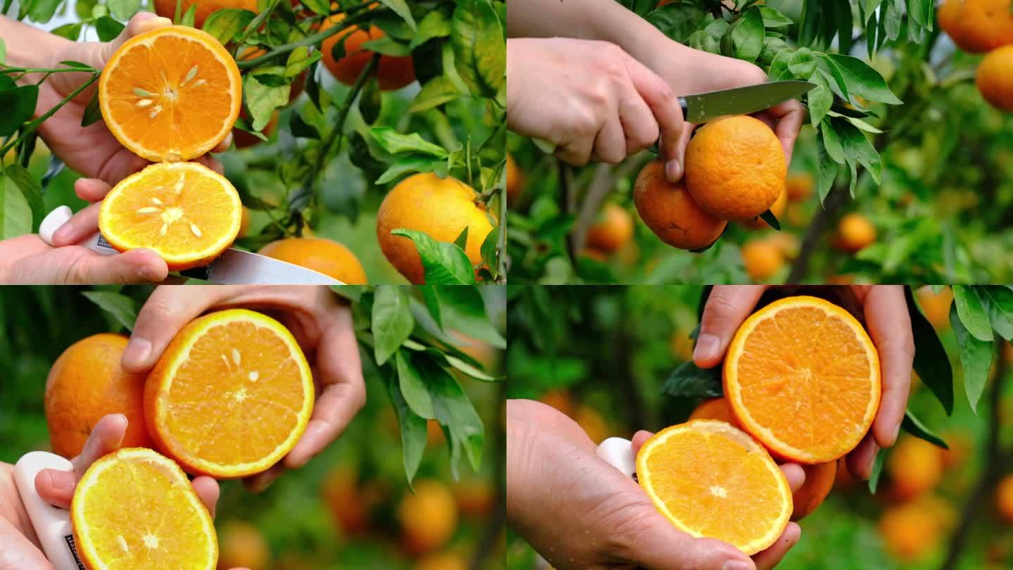 橙子沃柑爆汁果肉多汁柑橘 橘子