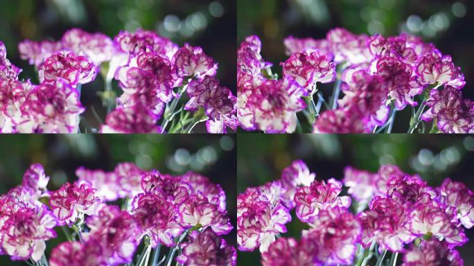特写，花束在光线中，旋转，花卉成分由明亮的紫色土耳其康乃馨组成