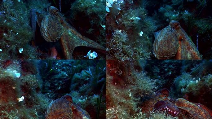 章鱼在地中海礁移动