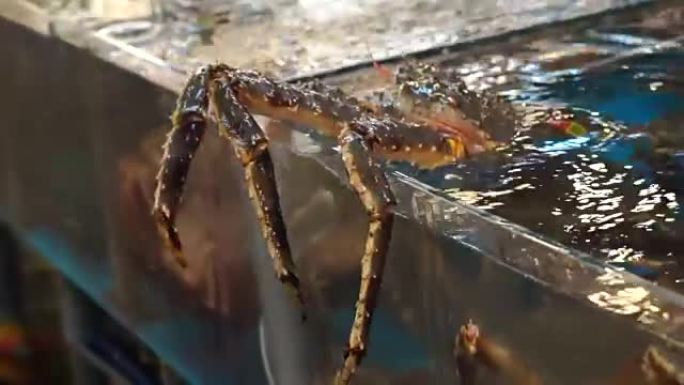 试图逃脱，活着的阿拉斯加王蟹在餐厅市场的水槽