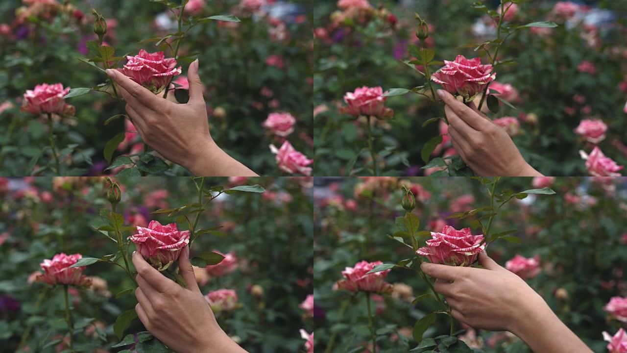 年轻女孩紧闭双手。然后他跳下手，在其中放了一个折。柔和的条纹玫瑰。粉色花园和花丛