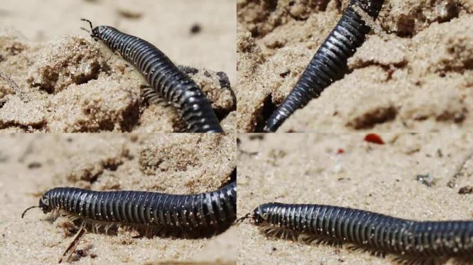 大部分长而黑的蜈蚣在沙地上爬行
