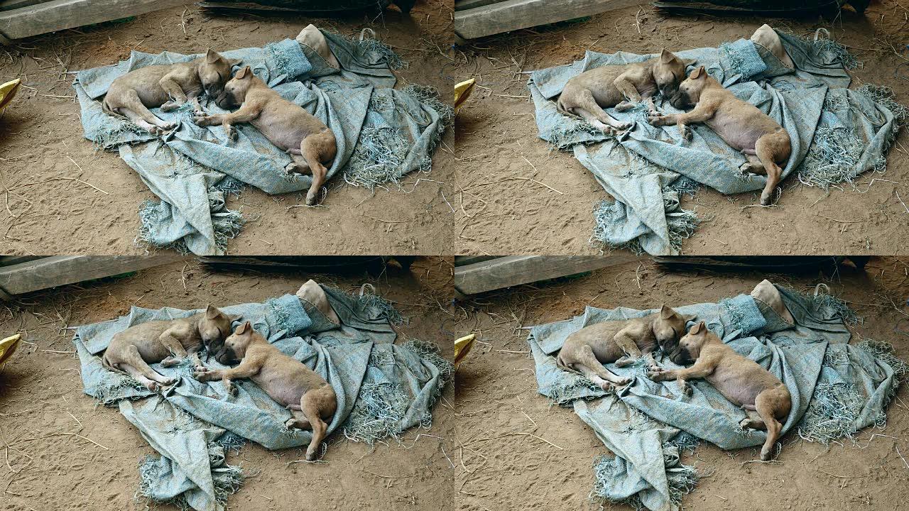 几只小狗睡在地面防水布上