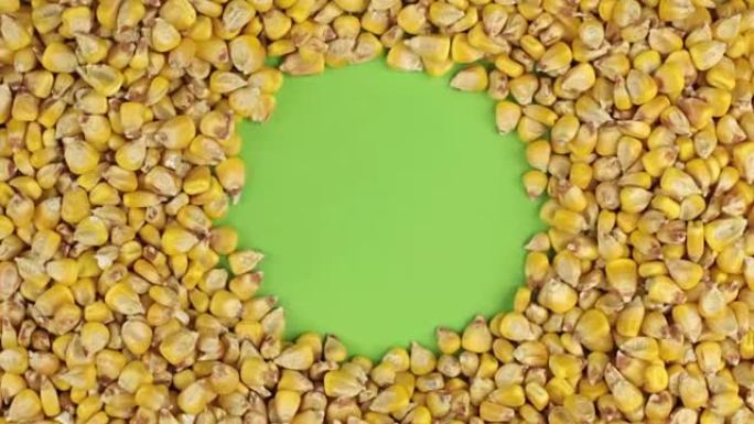 旋转玉米粒躺在绿色屏幕上，色键。